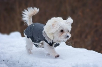 5 Reasons Why Dogs Need To Have A Full Body Coat