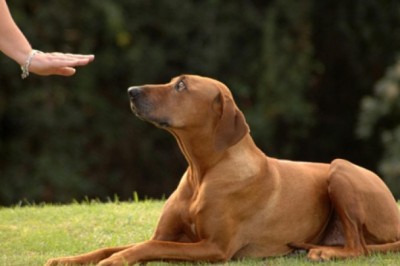 The Do's and Don'ts of Reactive Dog Training
