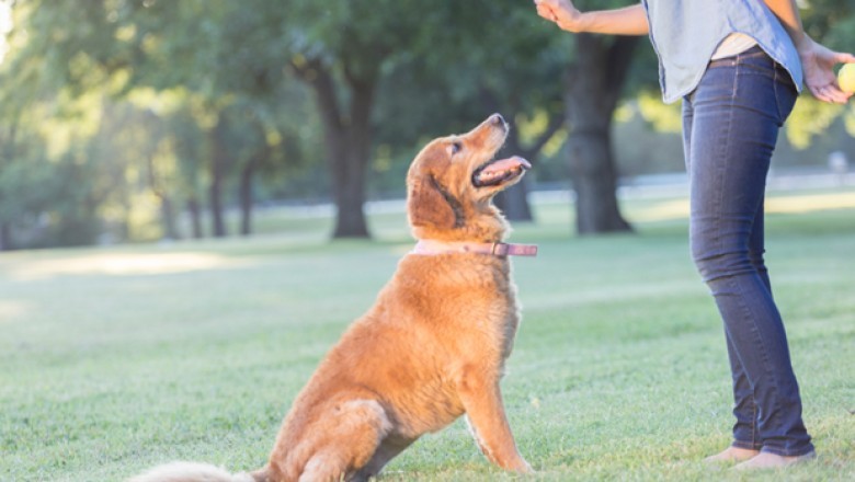 Potty Training Adult Dogs: Is It Too Late?
