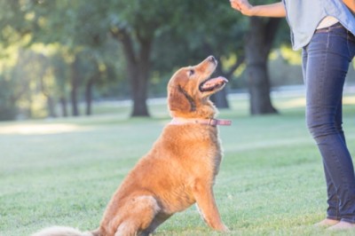 Potty Training Adult Dogs: Is It Too Late?