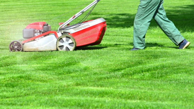 Lawn Improvement for Beginners: A Comprehensive Guide to Lawn Renovation