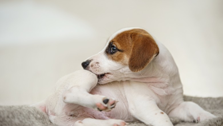 Unleashing the Truth: Bravecto and Your Furry Friend's Well-being