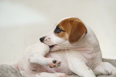 Unleashing the Truth: Bravecto and Your Furry Friend's Well-being