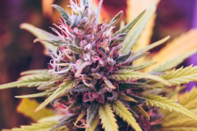 Finding Your Perfect Strain: How AI Tailors Your Experience for Optimal Enjoyment