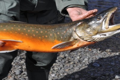 The Untold Secrets of Jurassic Lake Argentina: What Makes Its Fish So Giant?