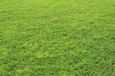 Should You Spray Paint Your Lawn in Winter?