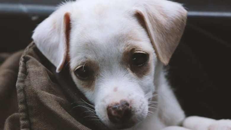 Signs Your Dog Needs to See a Vet: How to Act Fast