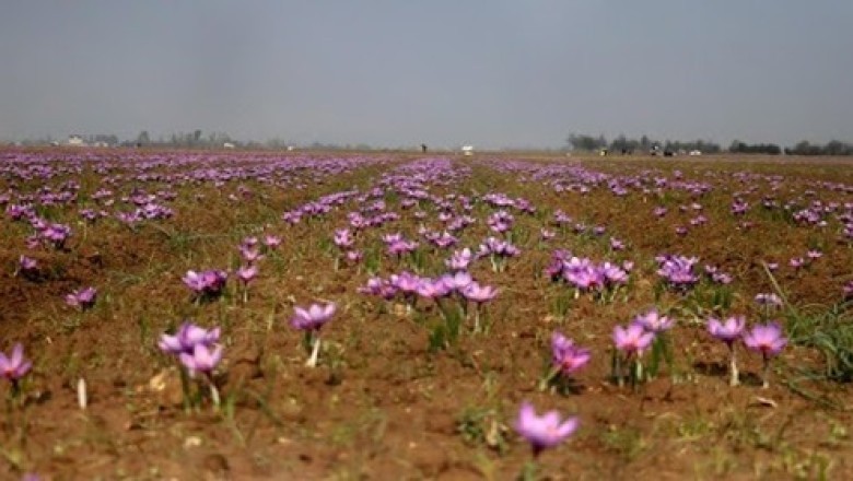 Kashmir Tour Packages: Beyond the Usual Travel Story