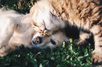 6 Essential Steps to Improve Your Pet’s Digestive Health