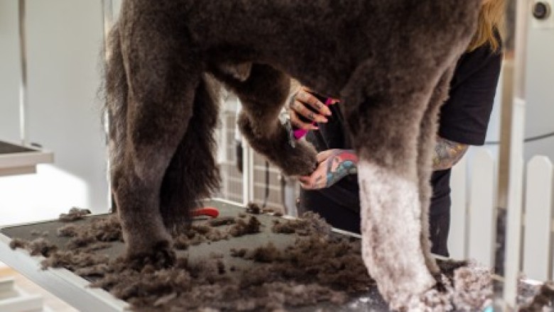 The Pros and Cons of Owning a Dog Grooming Franchise