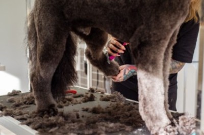 The Pros and Cons of Owning a Dog Grooming Franchise
