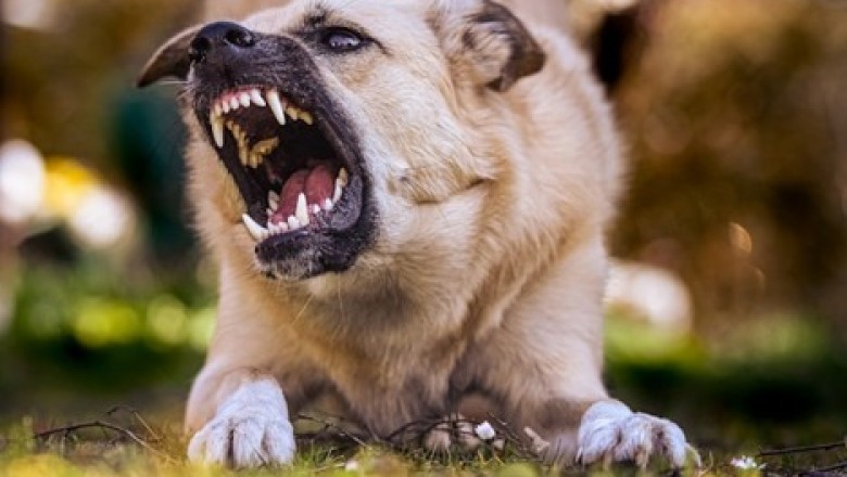7 Critical Steps to Take Immediately After a Dog Attack