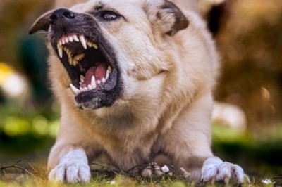 7 Critical Steps to Take Immediately After a Dog Attack