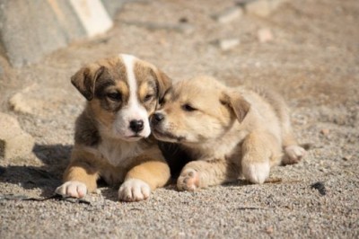 Why Specialized Pet Supply Retailers Matter