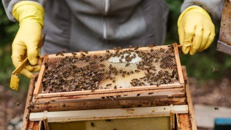 How to Find a Quality Honey Extractor