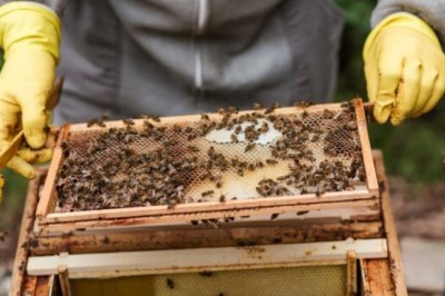 How to Find a Quality Honey Extractor